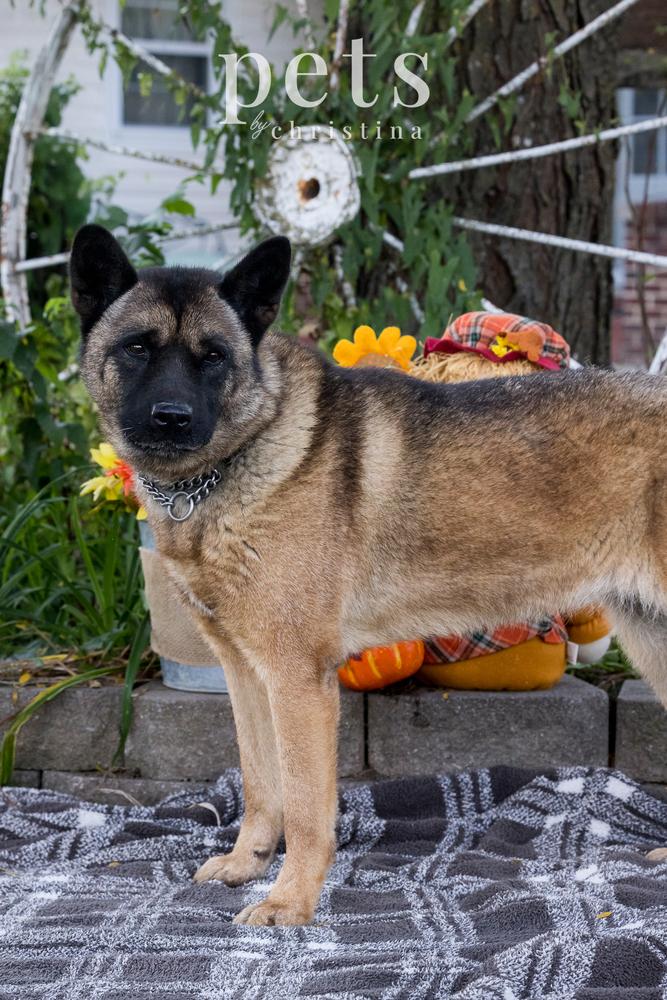 Holly, a Adoptable Akita in Warrenton, MO image 4/6