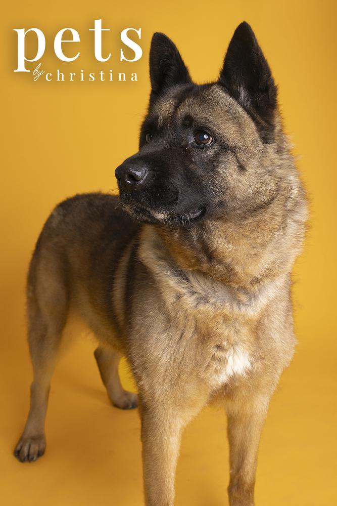 Holly, a Adoptable Akita in Warrenton, MO image 5/6