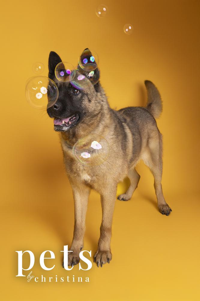 Holly, a Adoptable Akita in Warrenton, MO image 6/6