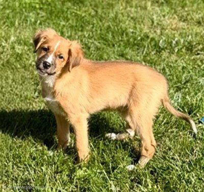 **MANGO**, Adoptable, Puppy Male Australian Shepherd.