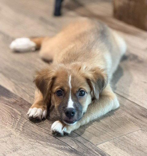 Enlarge **MANGO**, a Adoptable Australian Shepherd in North Prairie, WI image 2/2