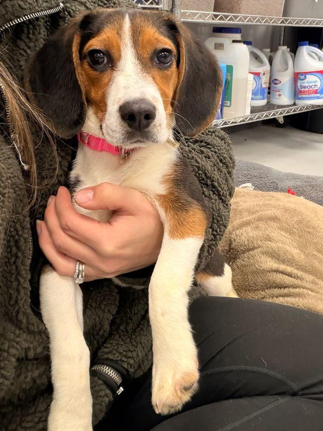 Enlarge Bella, an adopted Beagle in Carneys Point, NJ image 3/4