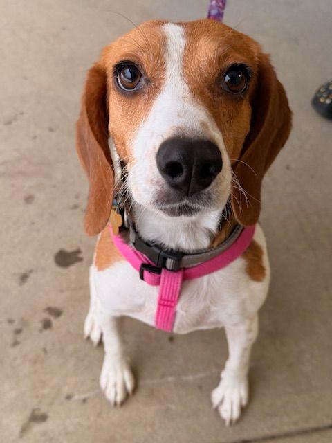 Enlarge Bella, an adopted Beagle in Carneys Point, NJ image 1/4