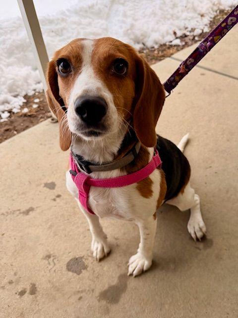 Enlarge Bella, an adopted Beagle in Carneys Point, NJ image 4/4