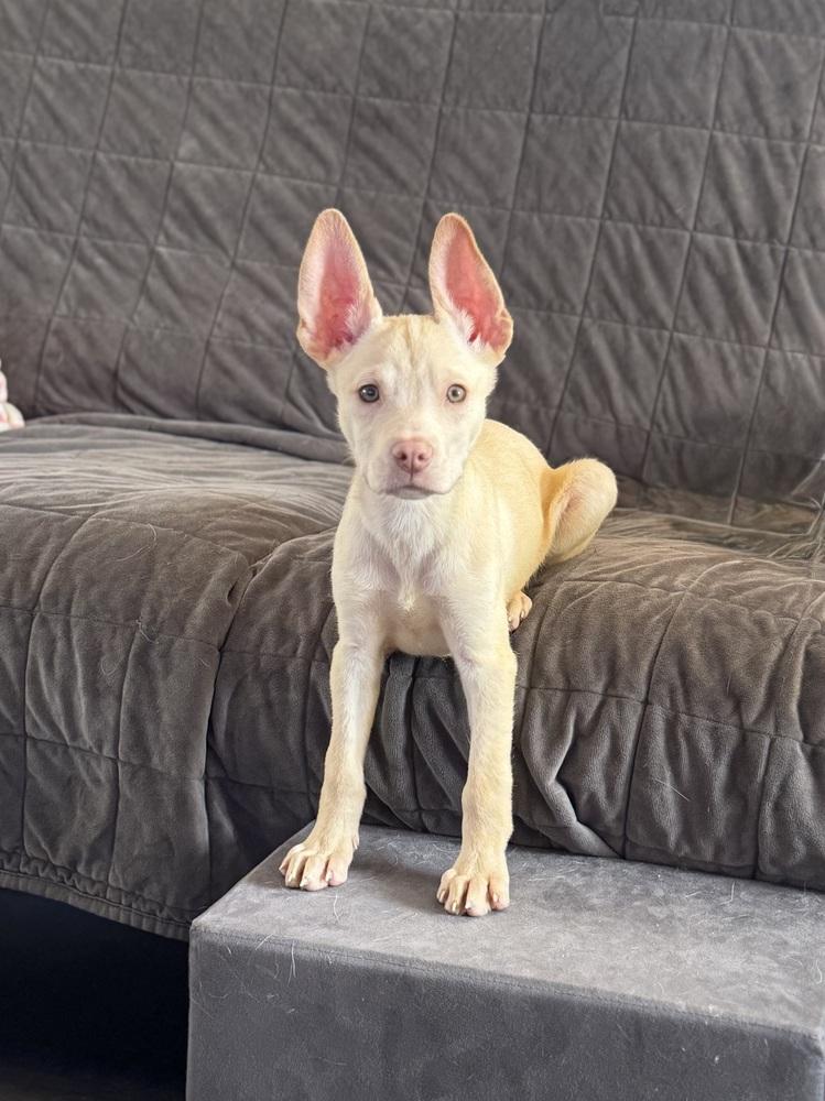Jerry, Adoptable, Puppy Male Husky.