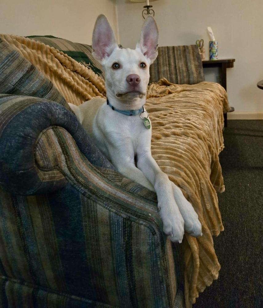 Enlarge Jerry, a Adoptable mixed breed in Springdale, PA image 4/6