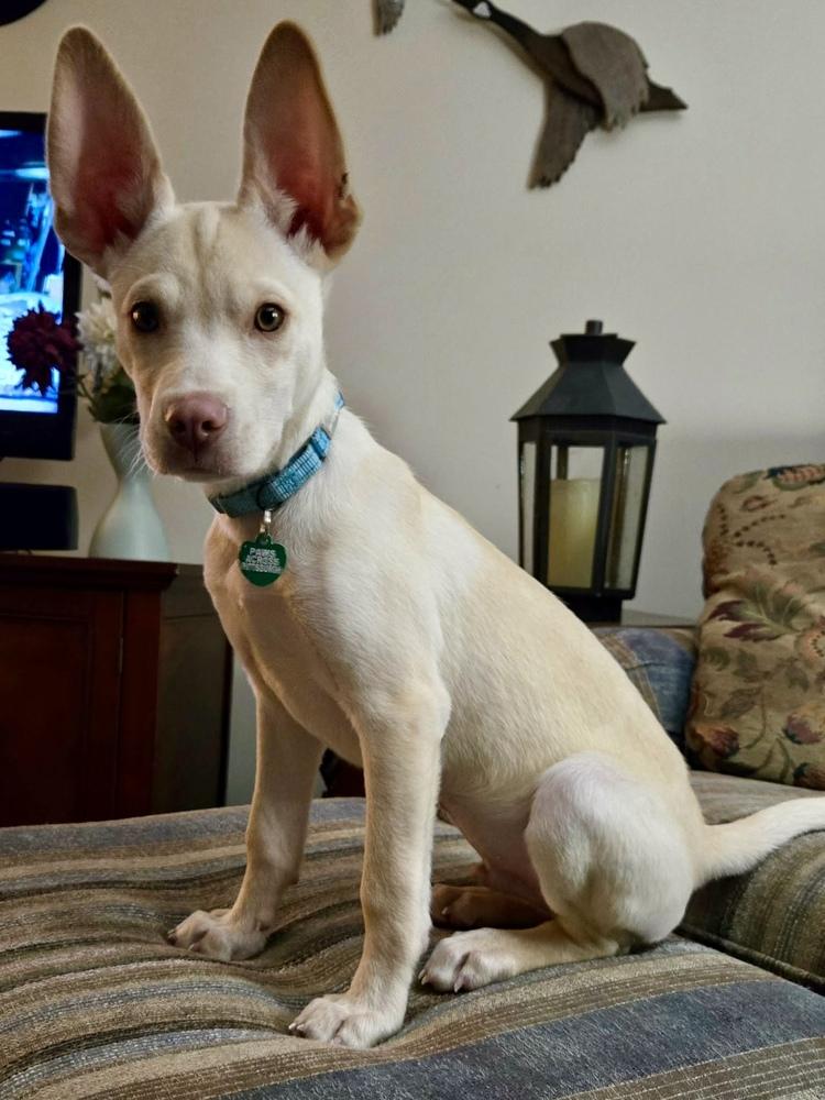 Enlarge Jerry, a Adoptable mixed breed in Springdale, PA image 5/6