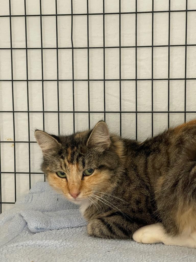 STRAY CAT C-227-26, Adoptable, Young Female Domestic Medium Hair.