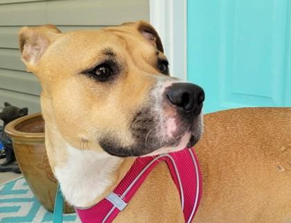 Aubrey, a Adoptable mixed breed in Columbia, SC image 2/5