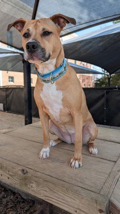 Enlarge Aubrey `A PRIORITY PET`, a Adoptable mixed breed in Columbia, SC image 1/3