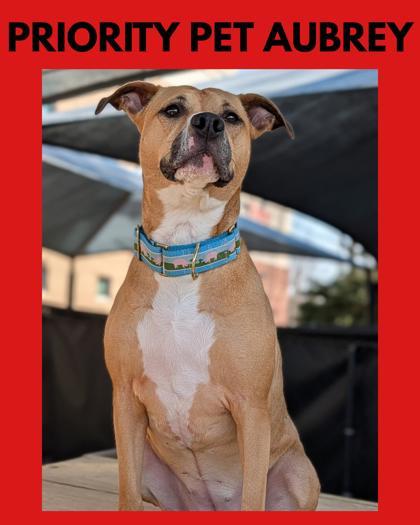 Aubrey `A PRIORITY PET`, Adoptable, Adult Female American Staffordshire Terrier & Mixed Breed.