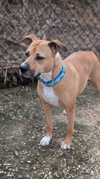 Enlarge Aubrey `A PRIORITY PET`, a Adoptable mixed breed in Columbia, SC image 3/3