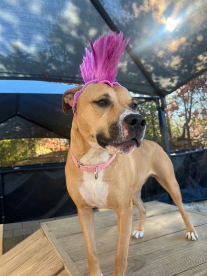 Enlarge Aubrey, a Adoptable mixed breed in Columbia, SC image 2/5