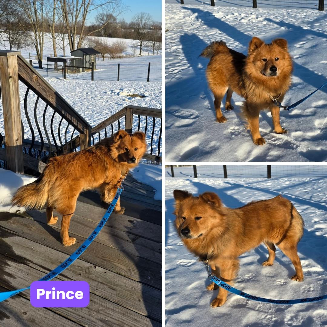 Enlarge Prince FKA Zeus, a Adopted Chow Chow in Houston, TX image 1/3