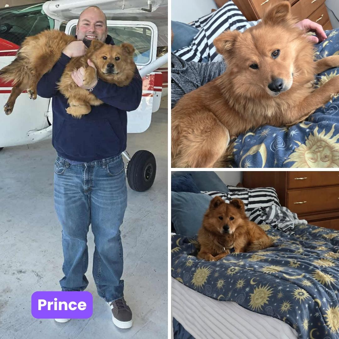 Enlarge Prince FKA Zeus, a Adopted Chow Chow in Houston, TX image 2/3