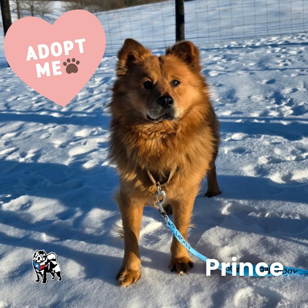 Enlarge Prince FKA Zeus, a Adopted Chow Chow in Houston, TX image 3/3