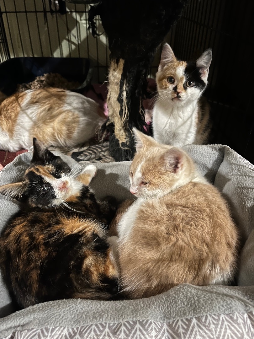 Darker calico , Adopted, Kitten Female Calico.