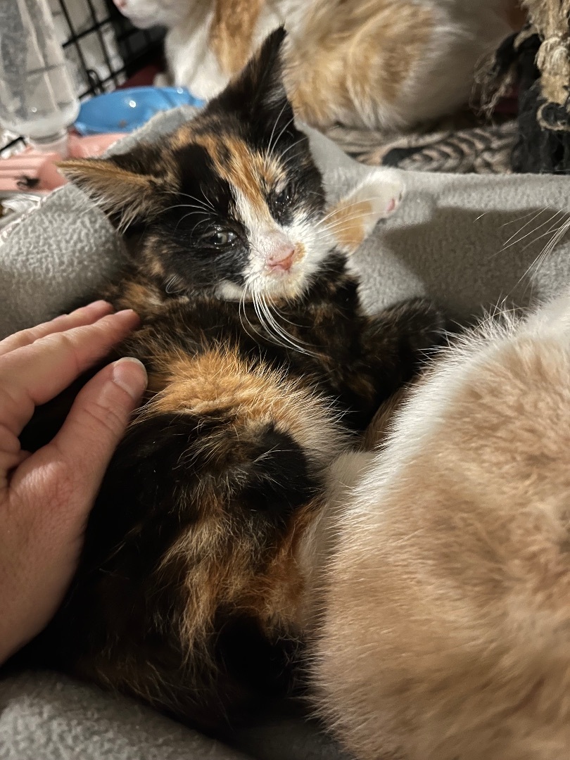 Enlarge Darker calico , a Adopted Calico in Newark valley, NY image 2/8