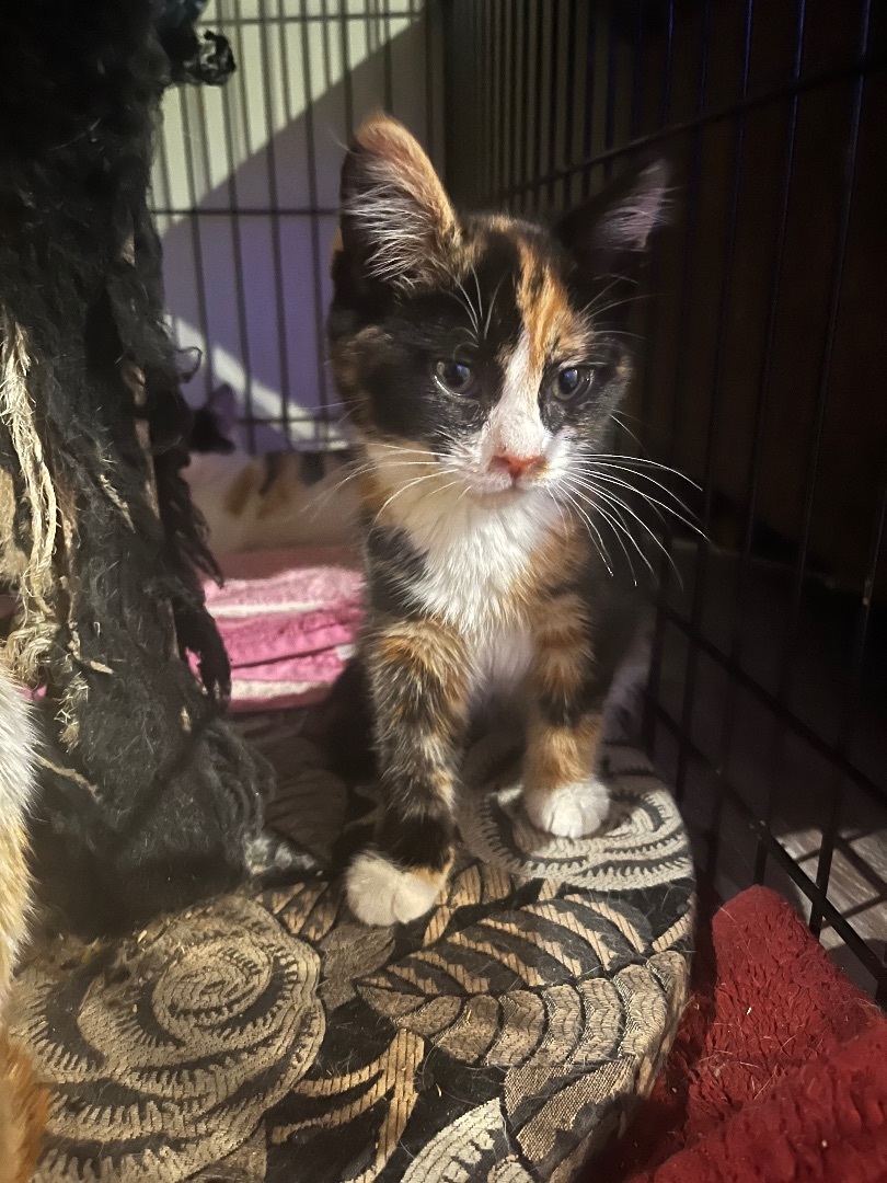 Enlarge Darker calico , a Adopted Calico in Newark valley, NY image 3/8