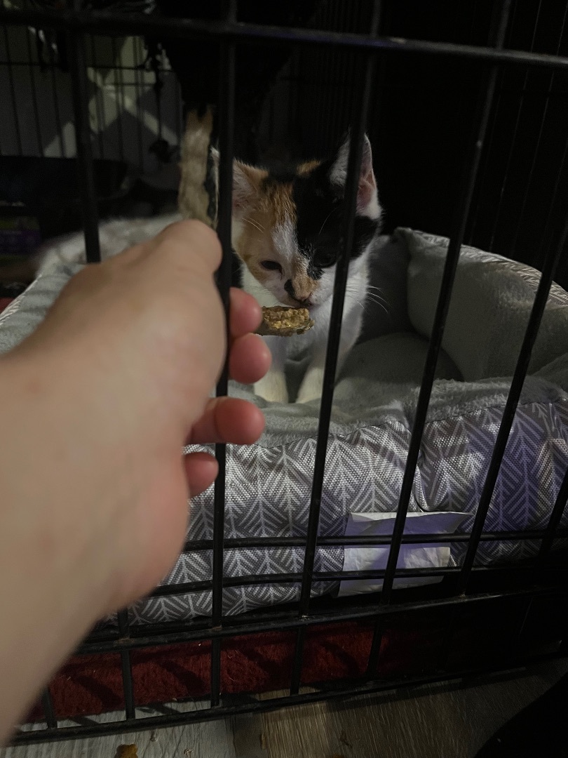 Enlarge Darker calico , a Adopted Calico in Newark valley, NY image 4/8