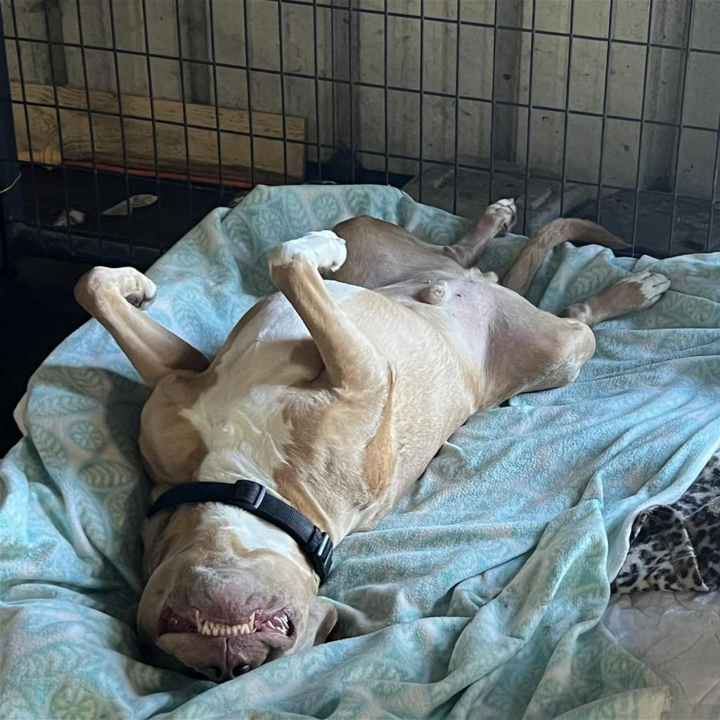 Watson, Adoptable, Senior Male American Staffordshire Terrier.