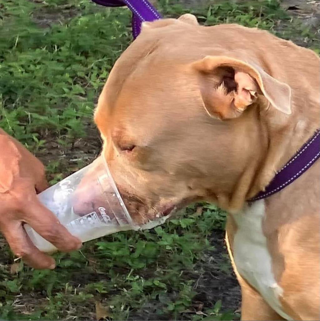 Enlarge Watson, a Adoptable American Staffordshire Terrier in Sarasota, FL image 2/6