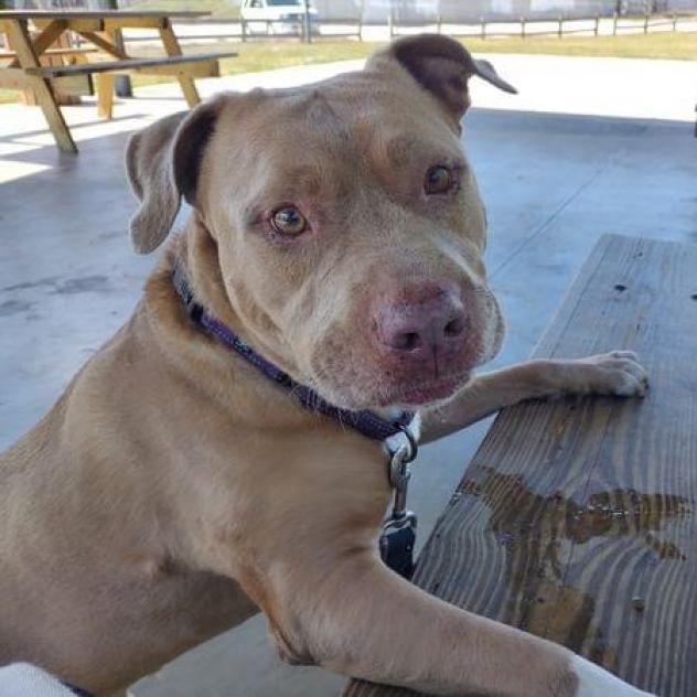 Enlarge Watson, a Adoptable American Staffordshire Terrier in Sarasota, FL image 4/6