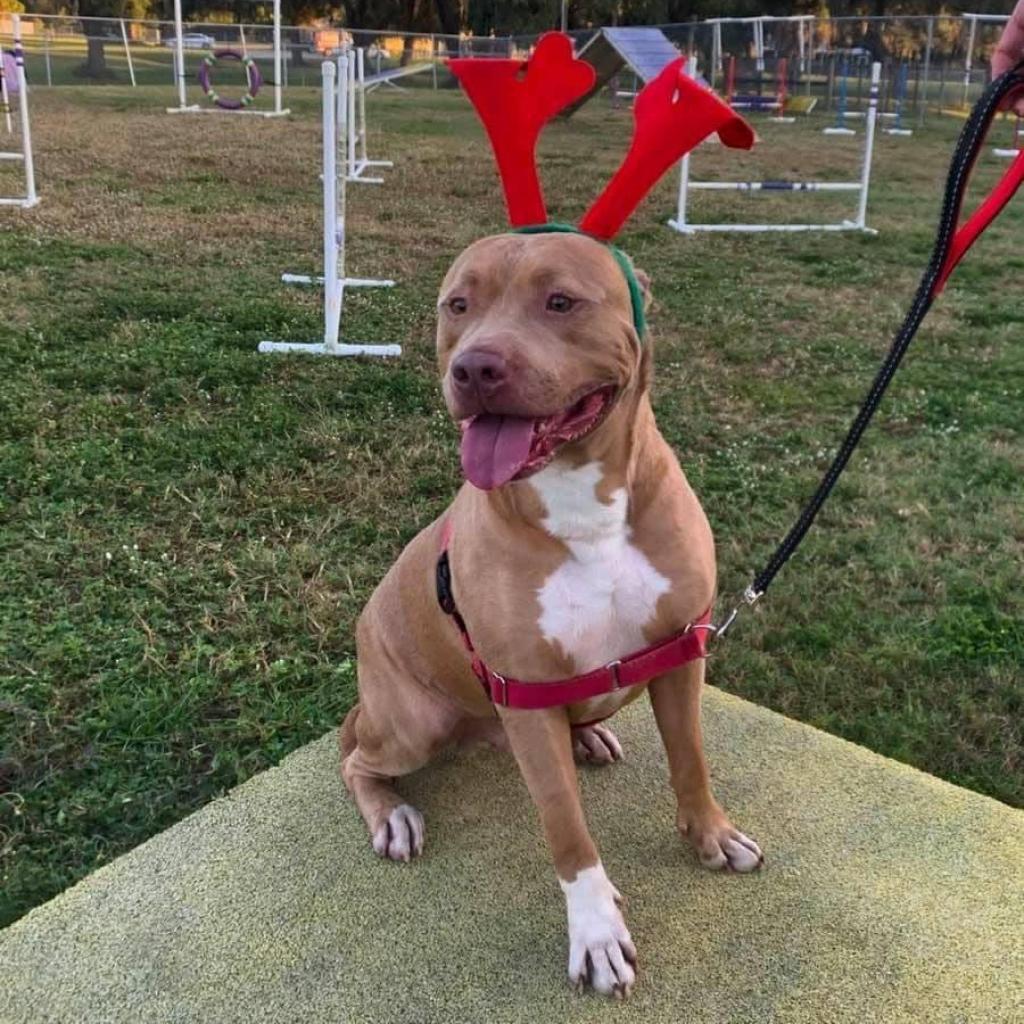 Enlarge Watson, a Adoptable American Staffordshire Terrier in Sarasota, FL image 5/6