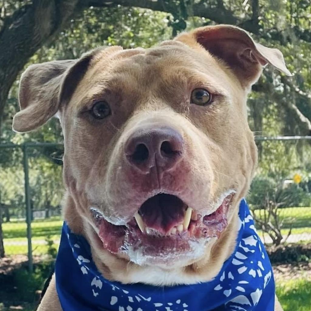 Enlarge Watson, a Adoptable American Staffordshire Terrier in Sarasota, FL image 6/6