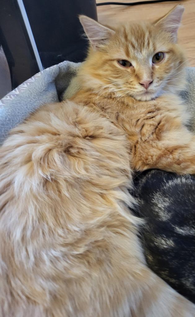 Julio, Adoptable, Adult Male Domestic Medium Hair.