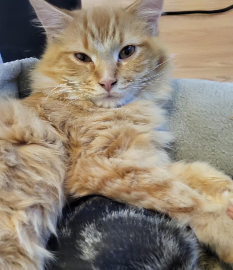 Julio, Adoptable, Adult Male Domestic Medium Hair.