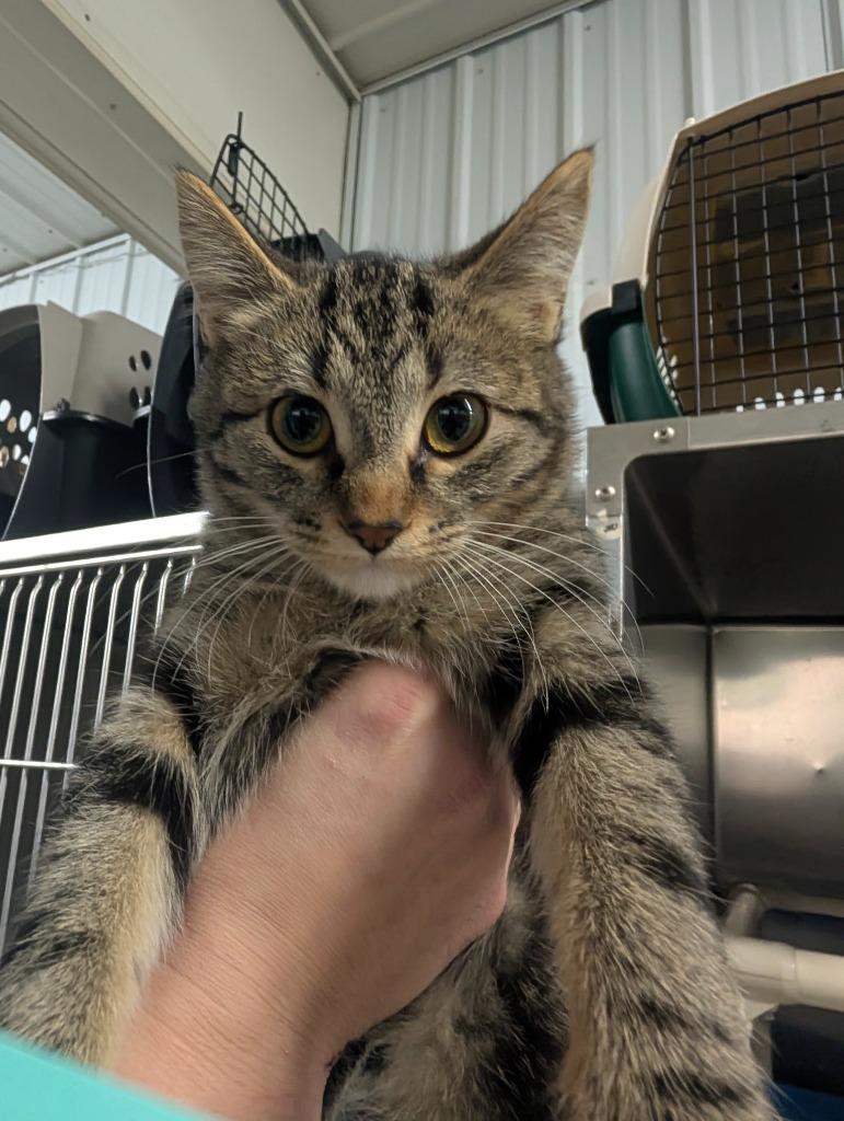 Enlarge Loheli, a Adopted mixed breed in Virginia, MN image 1/1