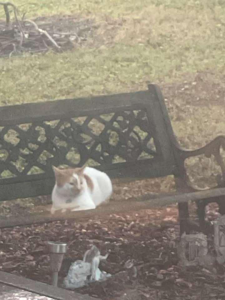 Rusty, a Adoptable Domestic Short Hair in Fairview Heights, IL image 3/4