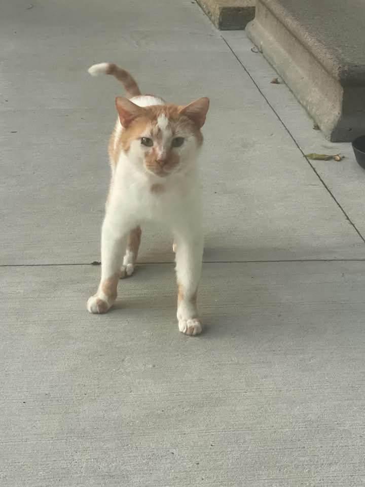 Rusty, a Adoptable Domestic Short Hair in Fairview Heights, IL image 2/4