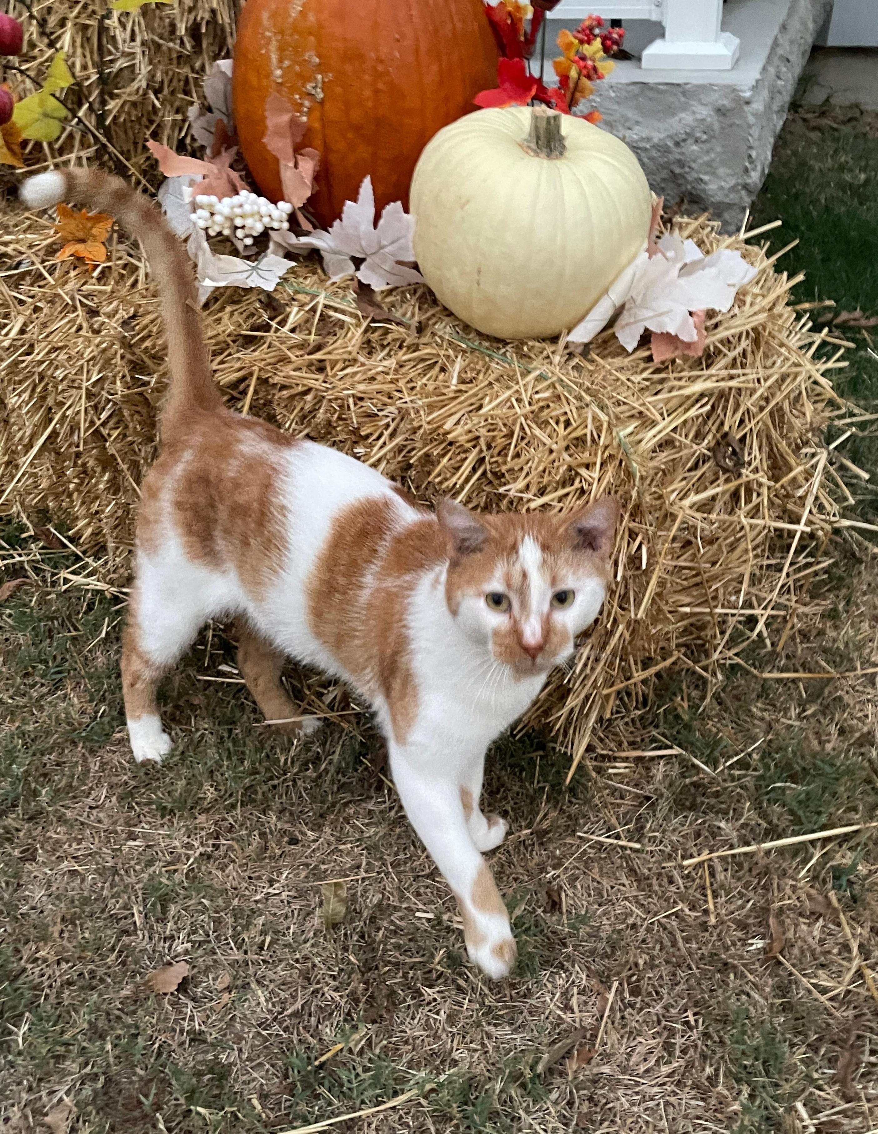 Rusty, a Adoptable Domestic Short Hair in Fairview Heights, IL image 1/4