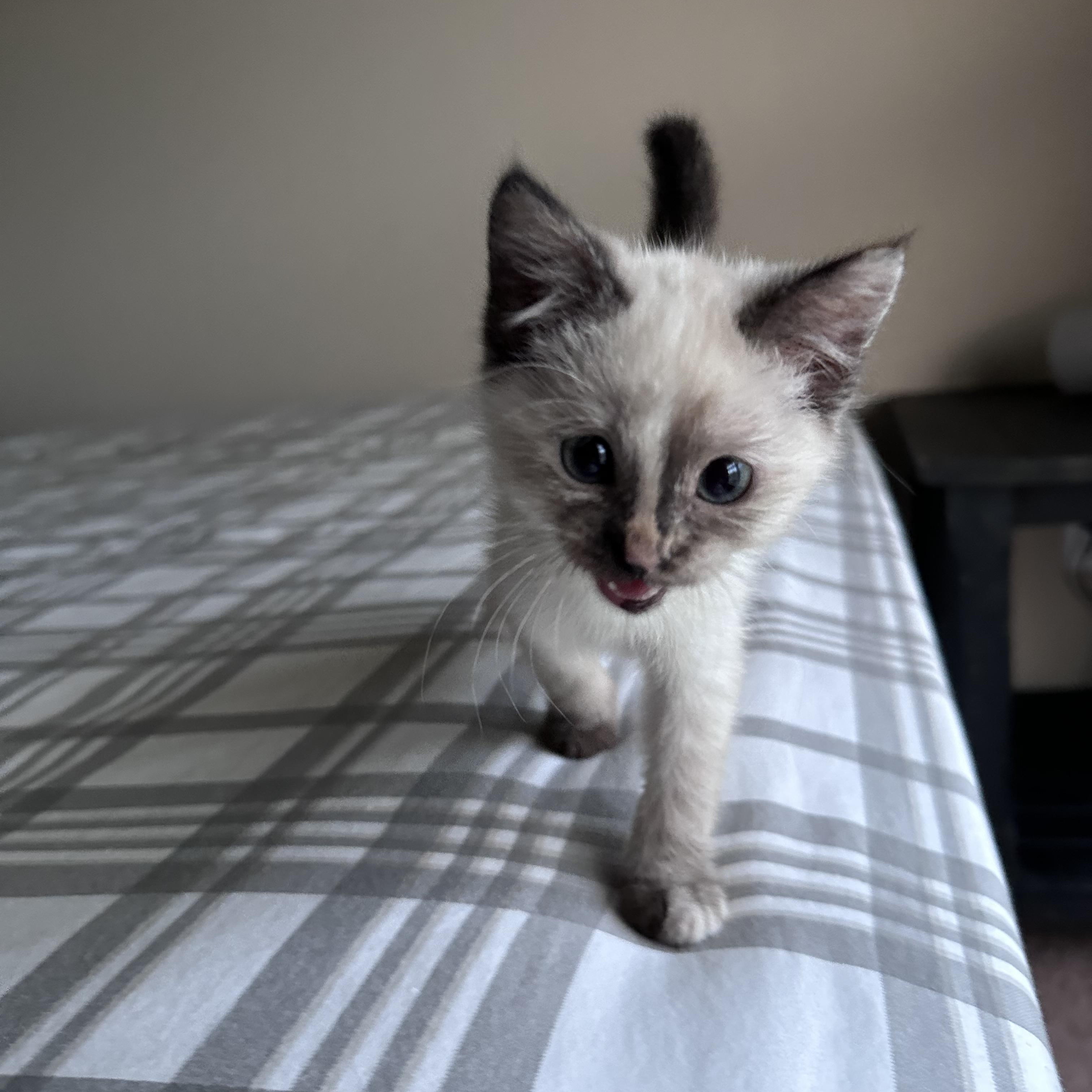 Marie, adopted, Kitten Female Siamese & Snowshoe.