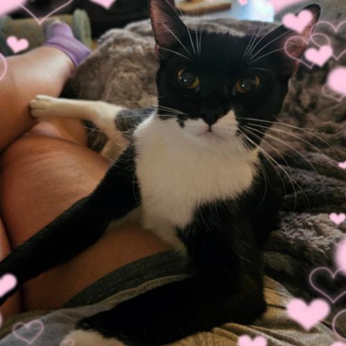 Daphne, Adoptable, Kitten Female Domestic Short Hair & Tuxedo.