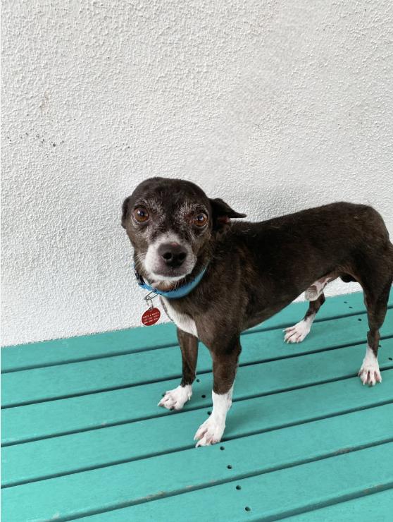Enlarge Jerry, a Adoptable Chihuahua in Los Angeles, CA image 1/1