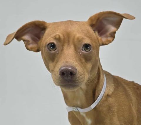 Blondie Ambition *Foster Needed*