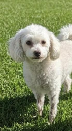 Enlarge Milo, an adopted mixed breed in Hawthorne, CA image 2/3