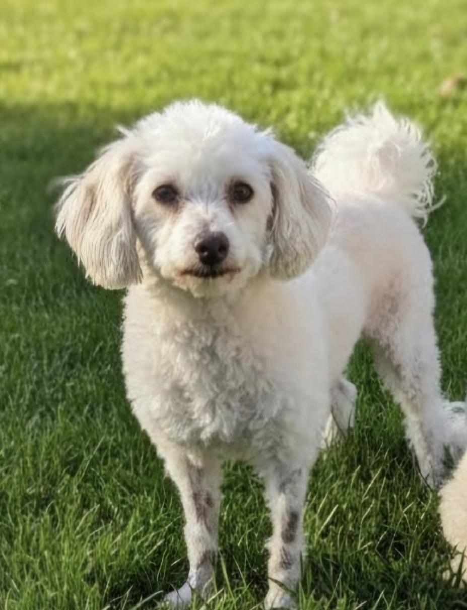 Milo, adopted, Young Male Miniature Poodle & Chinese Crested Dog.