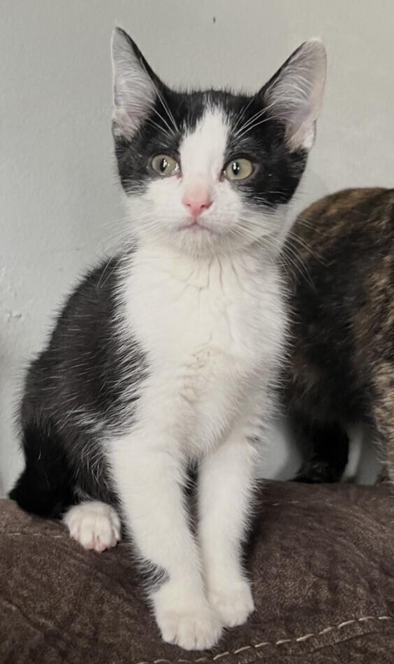 Sadie, Adoptable, Kitten Female Domestic Short Hair.
