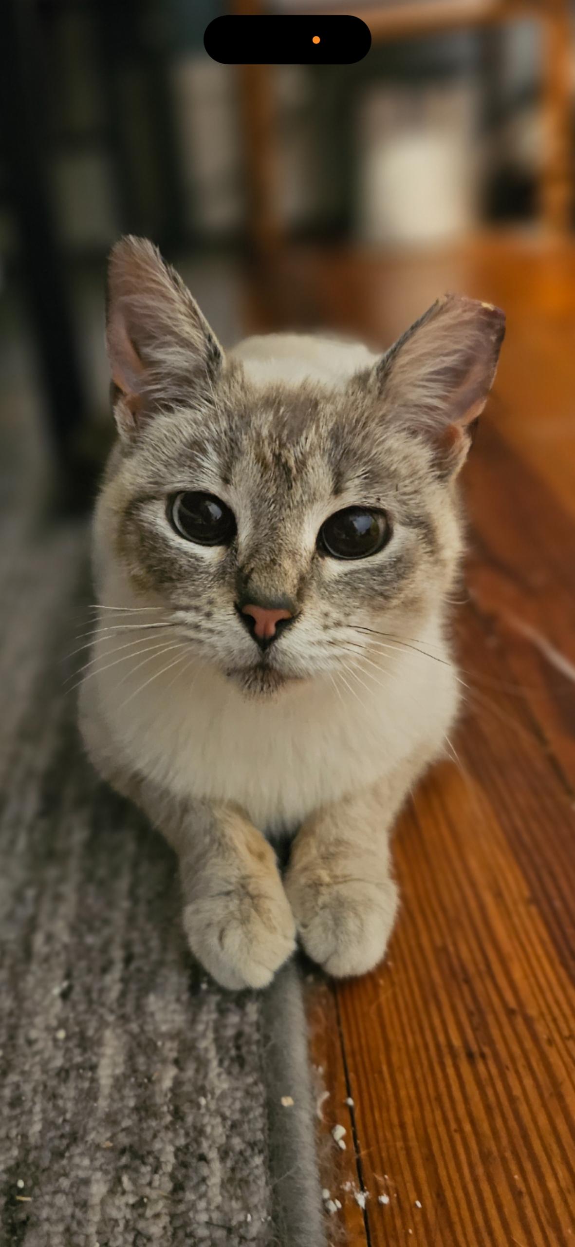 Louise, an adopted Siamese in Canal Fulton, OH image 2/4