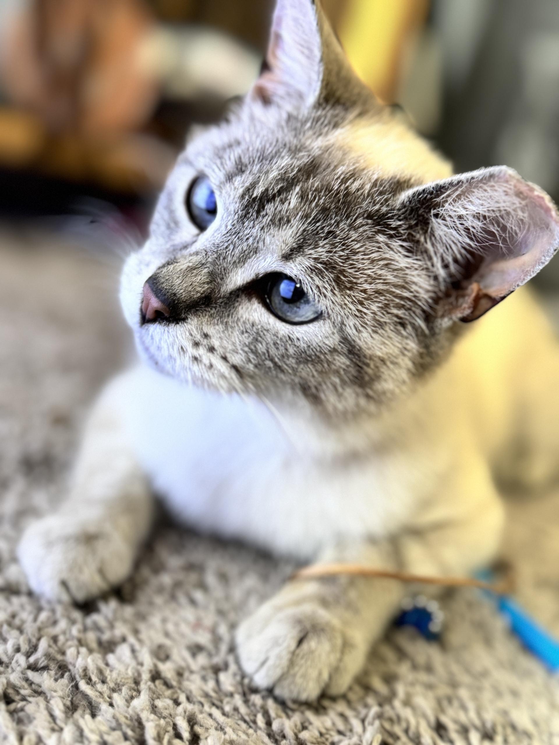 Louise, an adopted Siamese in Canal Fulton, OH image 4/4