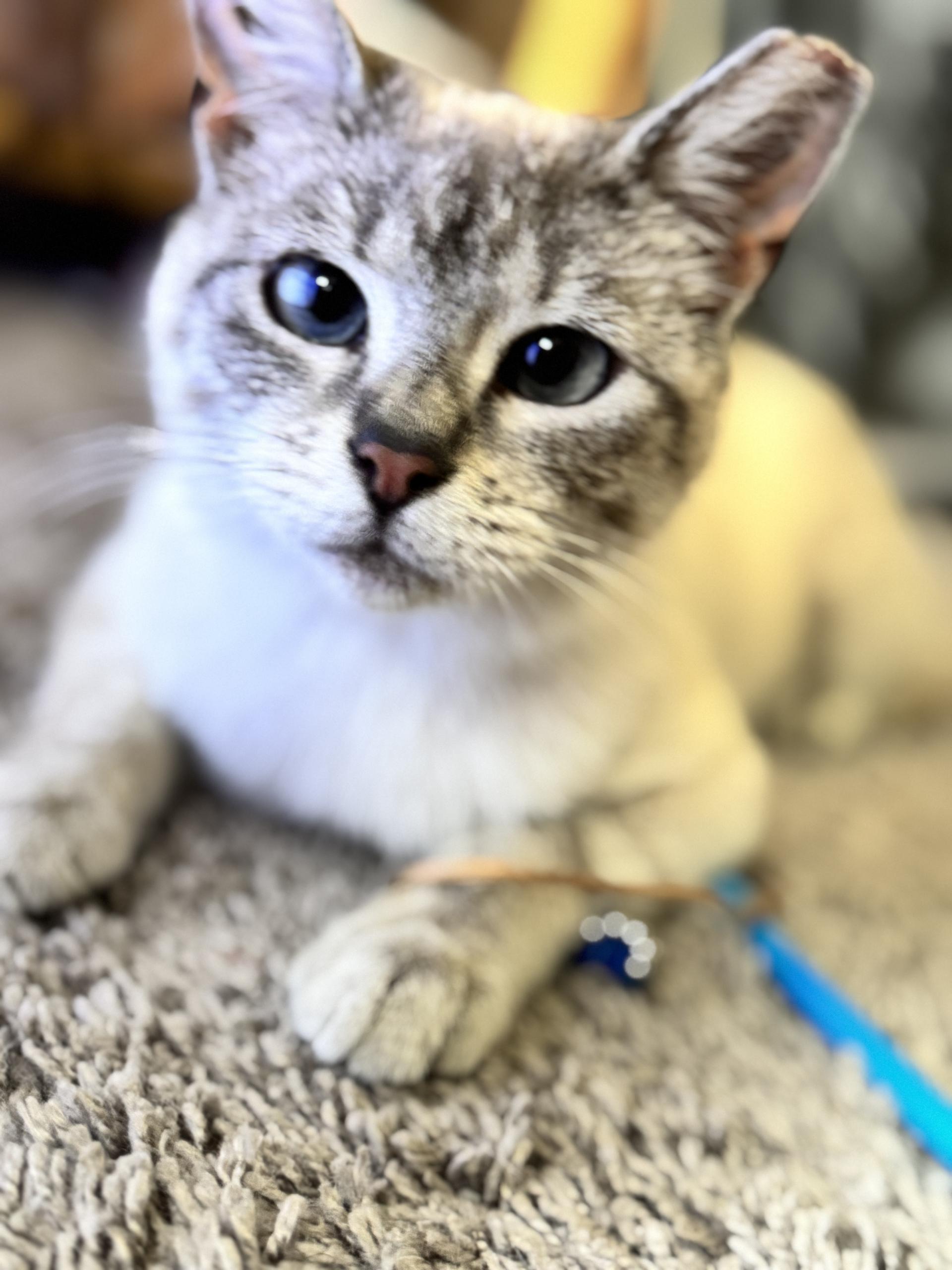 Louise, an adopted Siamese in Canal Fulton, OH image 3/4