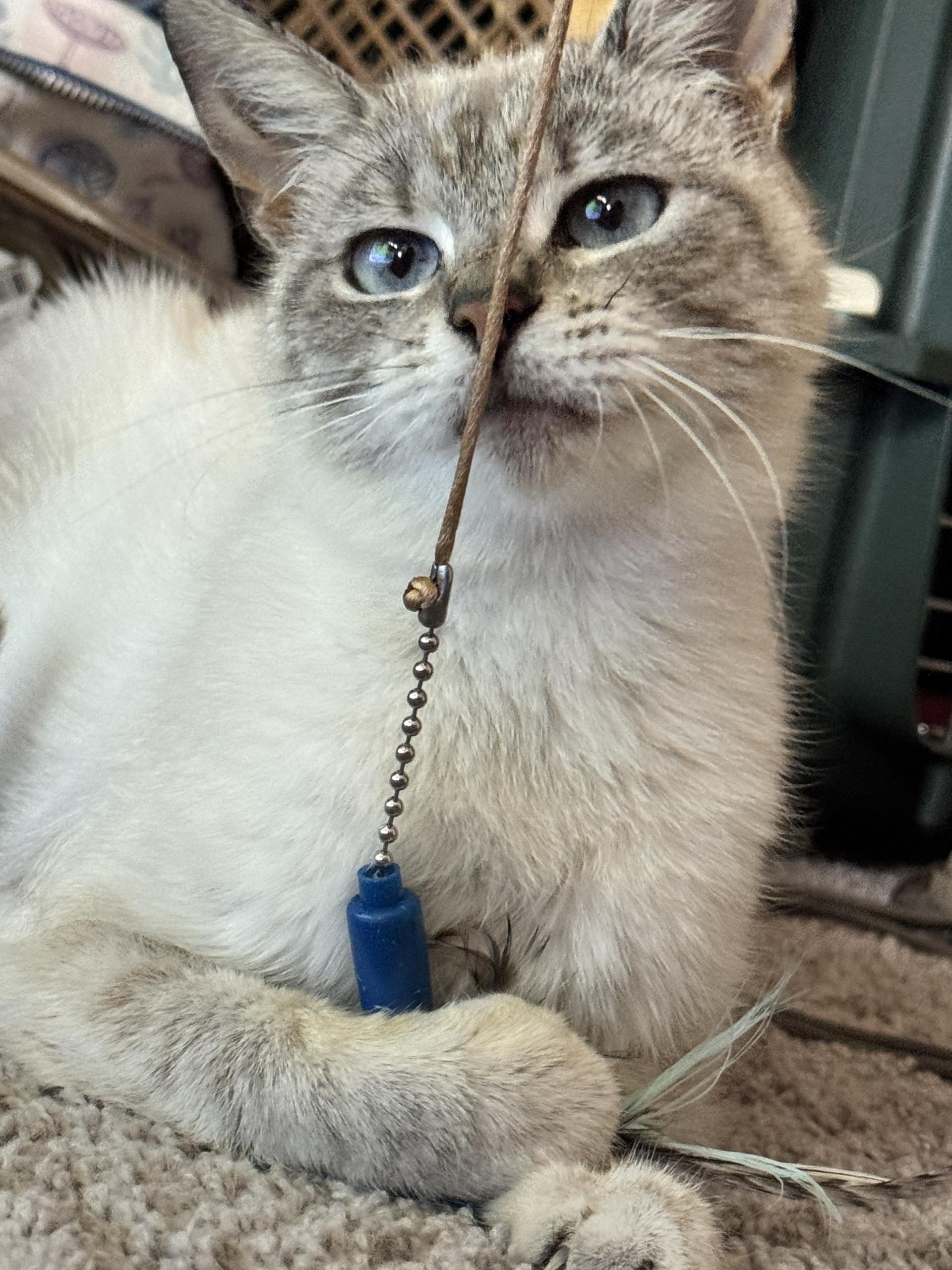 Louise, ADOPTABLE, Young Female Siamese.