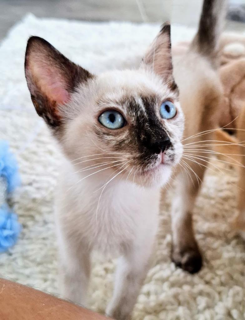Are People Still Breeding Siamese Cats: Discover the Truth Today