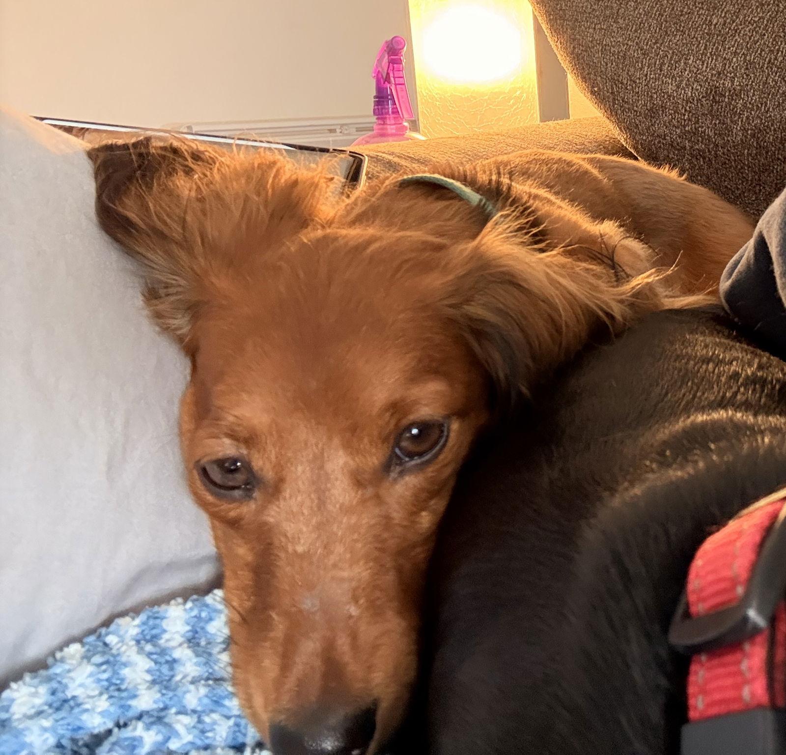 Pickle, Adopted, Adult Male Dachshund.