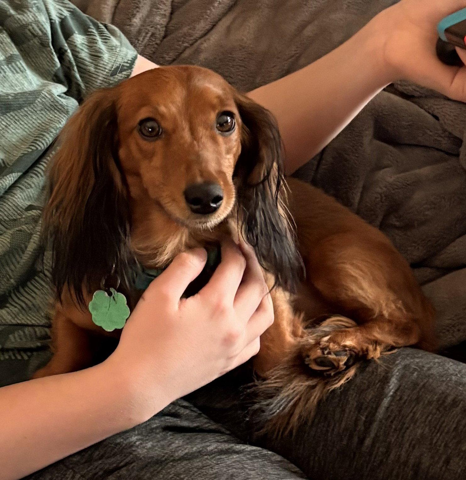Enlarge Pickle, a Adopted Dachshund in Sioux Falls, SD image 2/3
