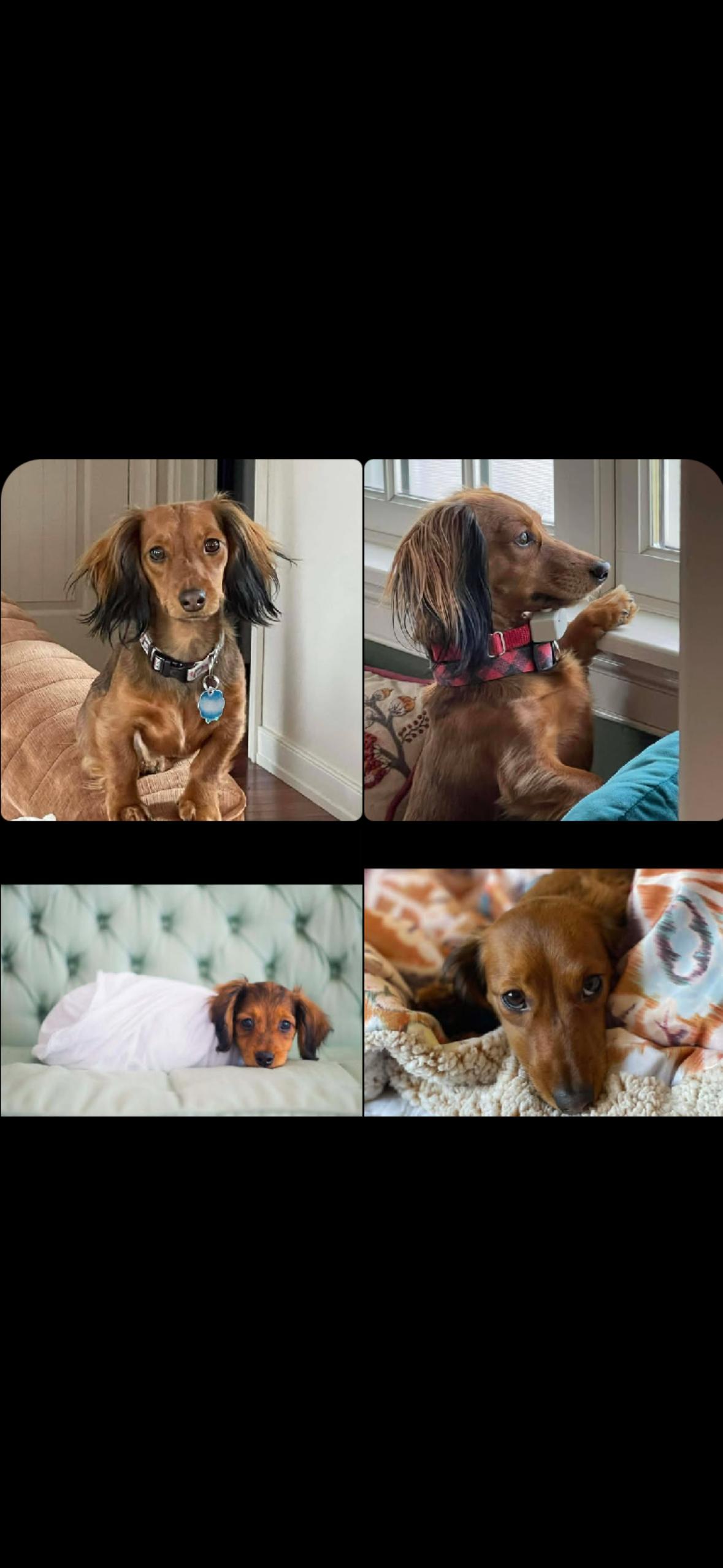 Enlarge Pickle, a Adopted Dachshund in Sioux Falls, SD image 3/3